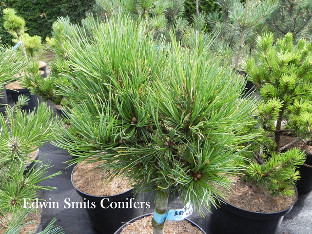 Pinus sibirica 'Beshenaya Reka'  (# 76)